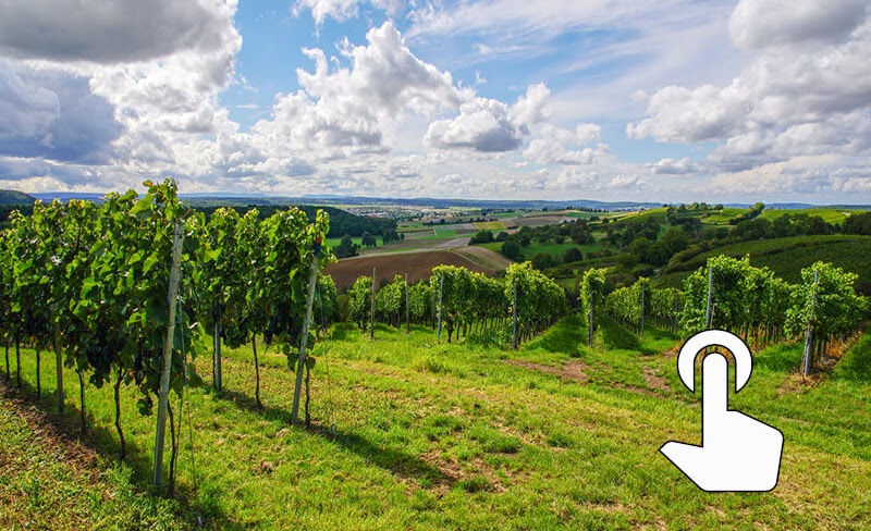 Weingut Lutz