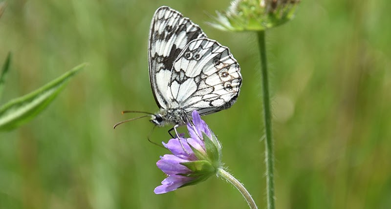 Blüh Patenschaften für Biodiversität